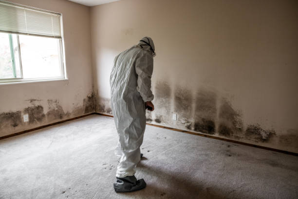 Best Post-Flood Mold Remediation in Chesterbrook, PA